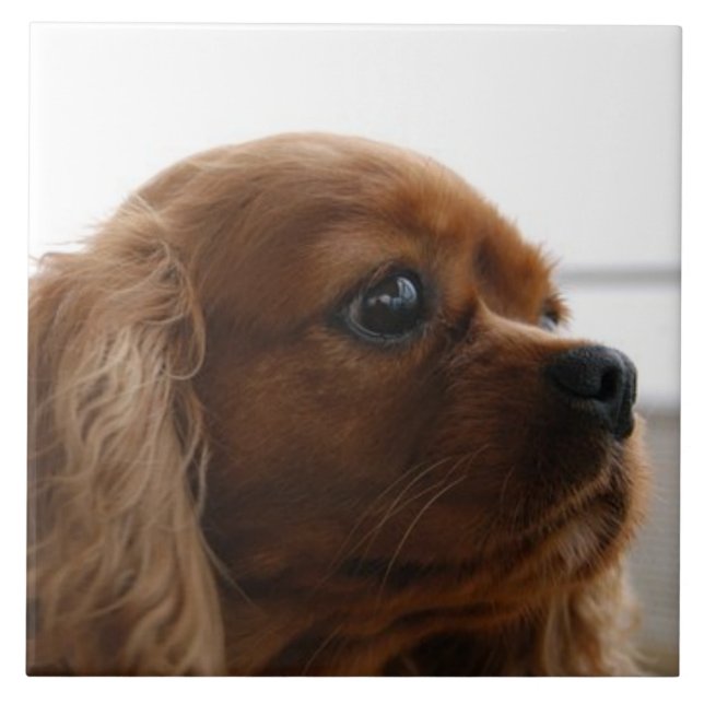 Carreau Cavalier Roi Charles Spaniel 3 Pet Love, KEEPSAKE (Devant)