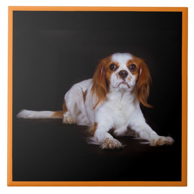 Carreau Cavalier Roi Charles Spaniel, Amour des animaux, K (Devant)