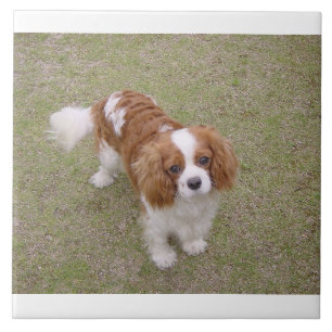 Carreau Cavalier roi-charles-spaniel plein