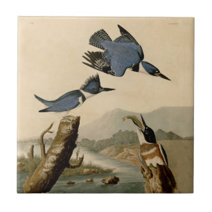 Carreau Ceinture d'Audubon Martin-Pêcheur Oiseaux Nature V