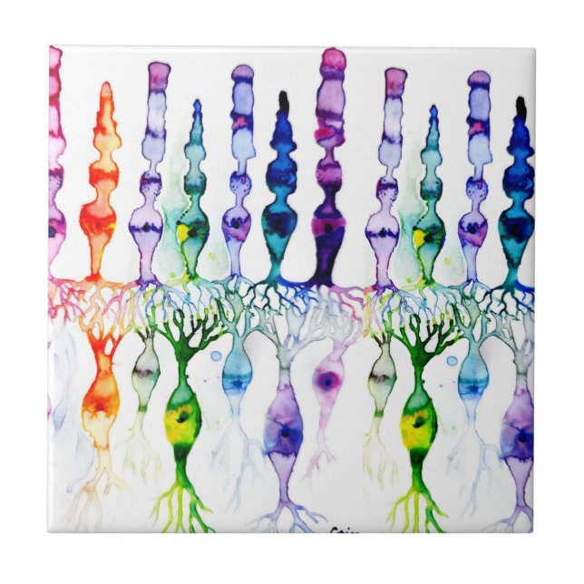 Carreau Cellules coniques, cellules en bâtonnet et neurone (Devant)