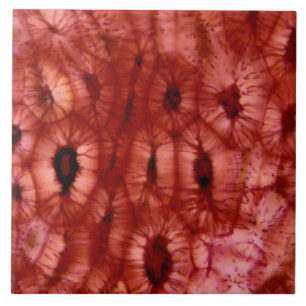 Carreau Cellules de Sclerenchyma d'un puits de cerise