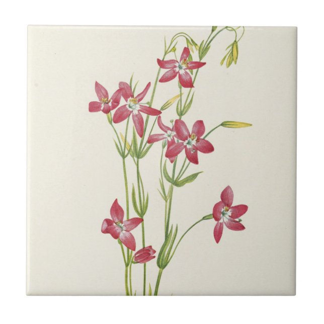 Carreau Centaurium rose par Mary Vaux Walcott (Devant)