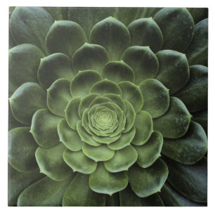 Carreau Centre de cactus