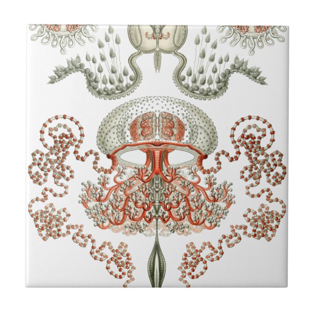 Carreau Céramique aquatique de méduses de ~ de Haeckel de (Devant)