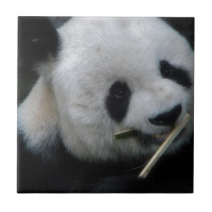 Carreau Céramique Panda Mignon Bamboo