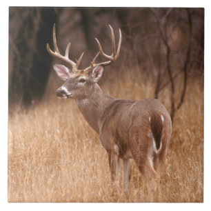 Carreau Cerf à queue blanche   Choke Canyon State Park, TX