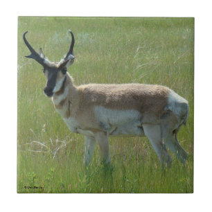 Carreau Cerf antilope A36