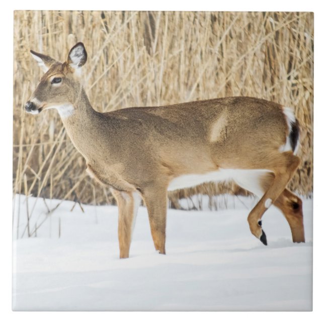 Carreau Cerf dans la neige (Devant)
