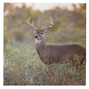 Carreau cerf de Virginie (Odocoileus virginianus) mâle 2