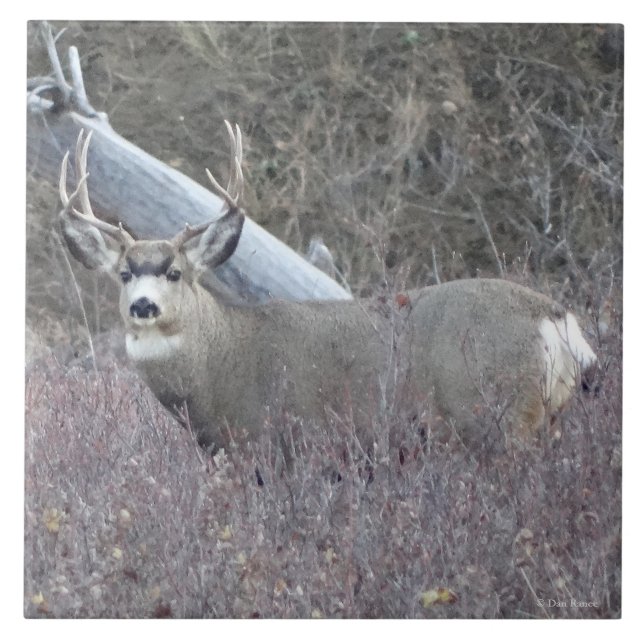 Carreau Cerf mulet mâle D32 (Devant)