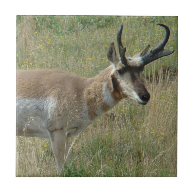 Carreau Cerf pronghorn A12 (Devant)