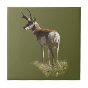 Carreau Cerf pronghorn A43