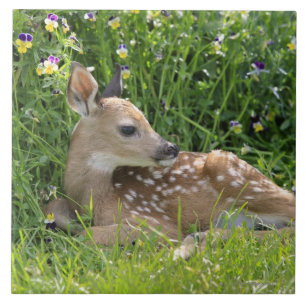 Carreau cerfs communs Blanc-coupés la queue (virginianus