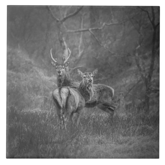 Carreau Cerfs communs rouges et mâle sauvages en Ecosse (Devant)