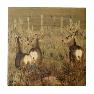 Carreau Cerfs Mulets D30