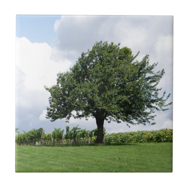 Carreau Cerisier en été (Devant)