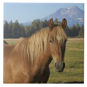 Carreau Chaîne des Cascades   Cheval châtaigne