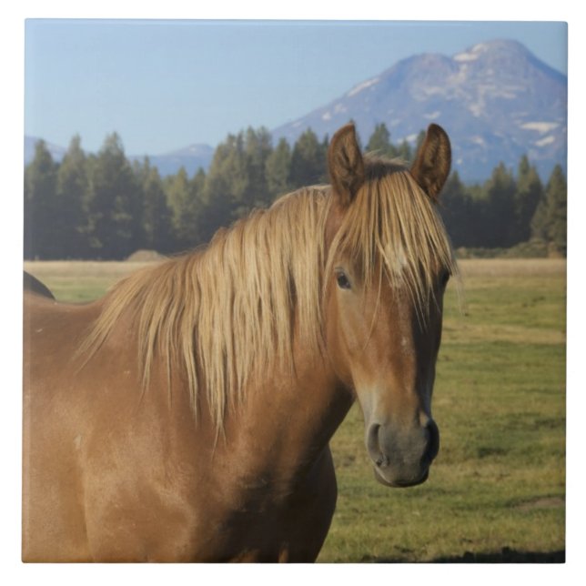 Carreau Chaîne des Cascades | Cheval châtaigne (Devant)