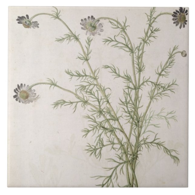 Carreau Chamaemelum Allioni nobile, c.1568 (Devant)