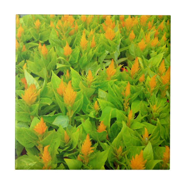 Carreau Champ de Celosia (Devant)