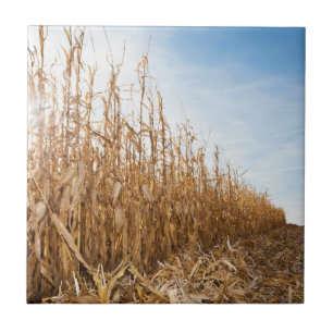 Carreau Champ de maïs en partie moissonné