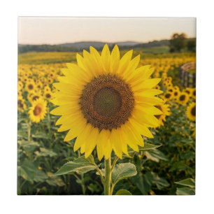 Carreau Champ de tournesols