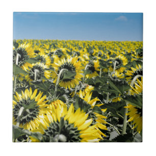 Carreau Champ de tournesols