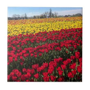 Carreau Champ de tulipe rouge et jaune