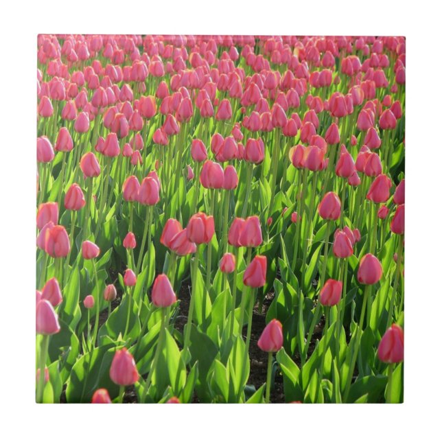 Carreau Champ de tulipes roses (Devant)
