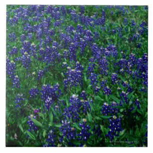 Carreau Champ des Bluebonnets de Texas