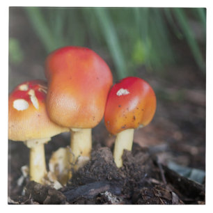 Carreau Champignon de famille Amanita