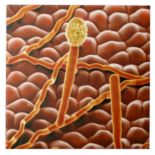 Carreau Champignon de rouille pulvérulente sur la