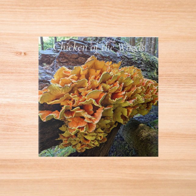 Carreau Champignon Polypore Soufré Orange (In Situ)