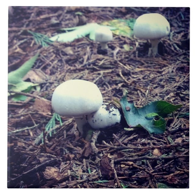 Carreau Champignons blancs mignons (Devant)