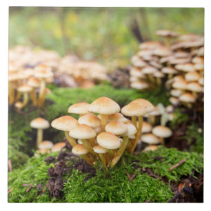 Carreau Champignons jaunes dans la forêt d'automne.