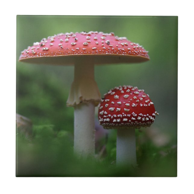 Carreau Champignons magiques (Devant)