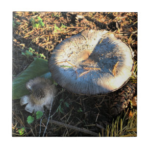 Carreau Champignons, Oregon