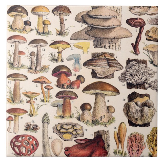 Carreau Champignons Vintage Par Adolphe Millot (Devant)