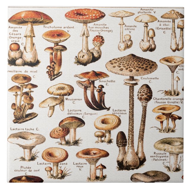 Carreau Champignons Vintage Par Adolphe Millot  (Devant)