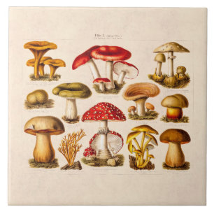 Carreau Champignons vintages de rouge de variété de
