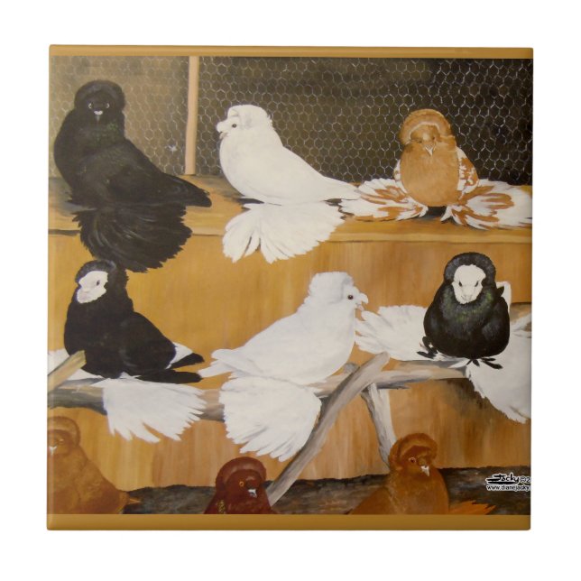 Carreau Champions Trumpeter Pigeon (Devant)