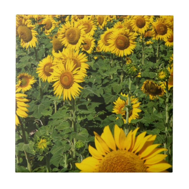 Carreau Champs de tournesols, ville de collines blanches d (Devant)