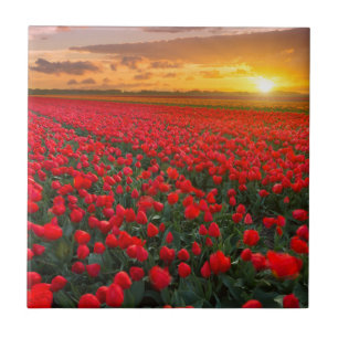 Carreau Champs de tulipe au coucher du soleil dans