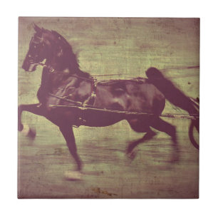 Carreau Chanson de Saddlebred