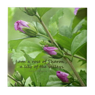 Carreau Chanson de Salomon 2:1