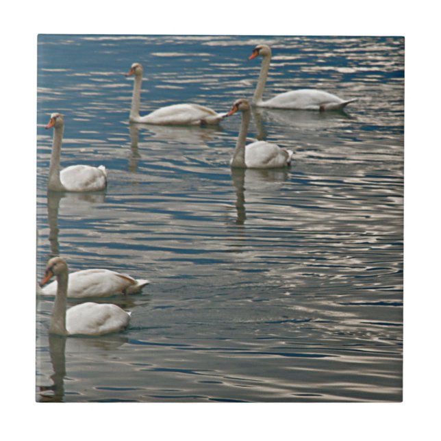 Carreau Chant du cygne (Devant)