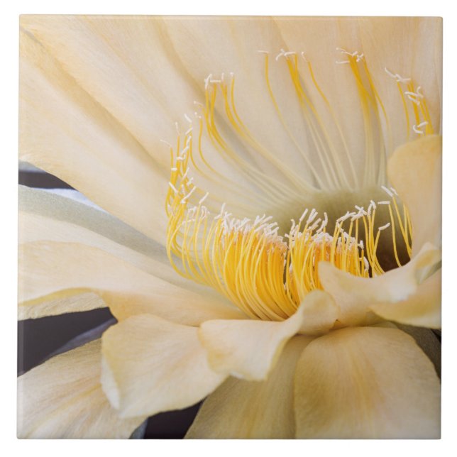 Carreau Charlemagne Echinopsis cactus en fleurs (Devant)