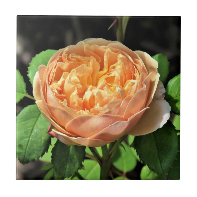 Carreau Charles Darwin Rose, du jaune au blanc (Devant)