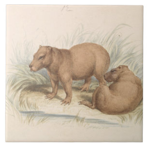 Carreau Charles Hamilton Smith - La Capybara